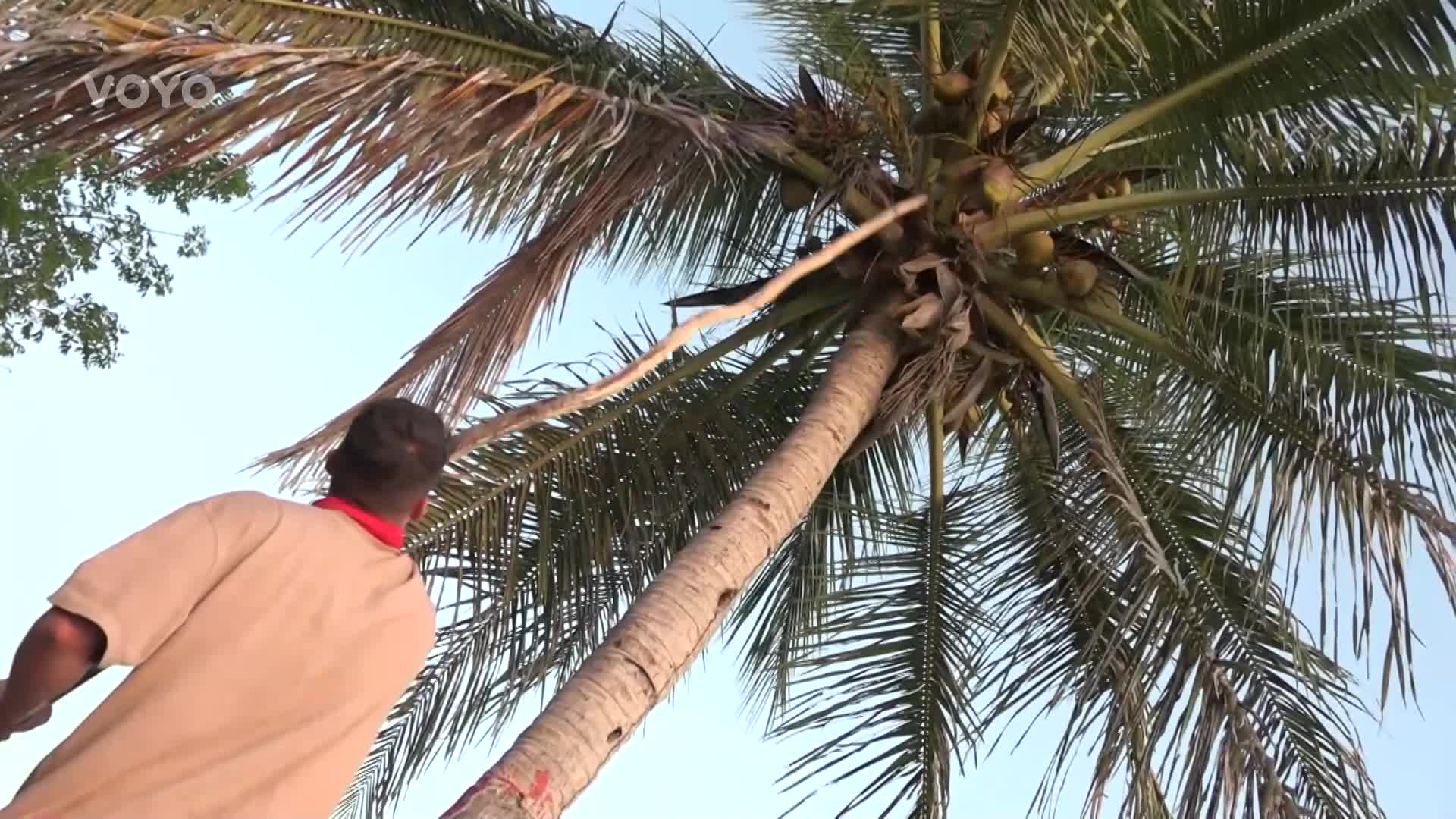 Sebastian v Survivoru uspořádal kokosový mejdan: Mikýř mu nevěřil, to ho nakoplo