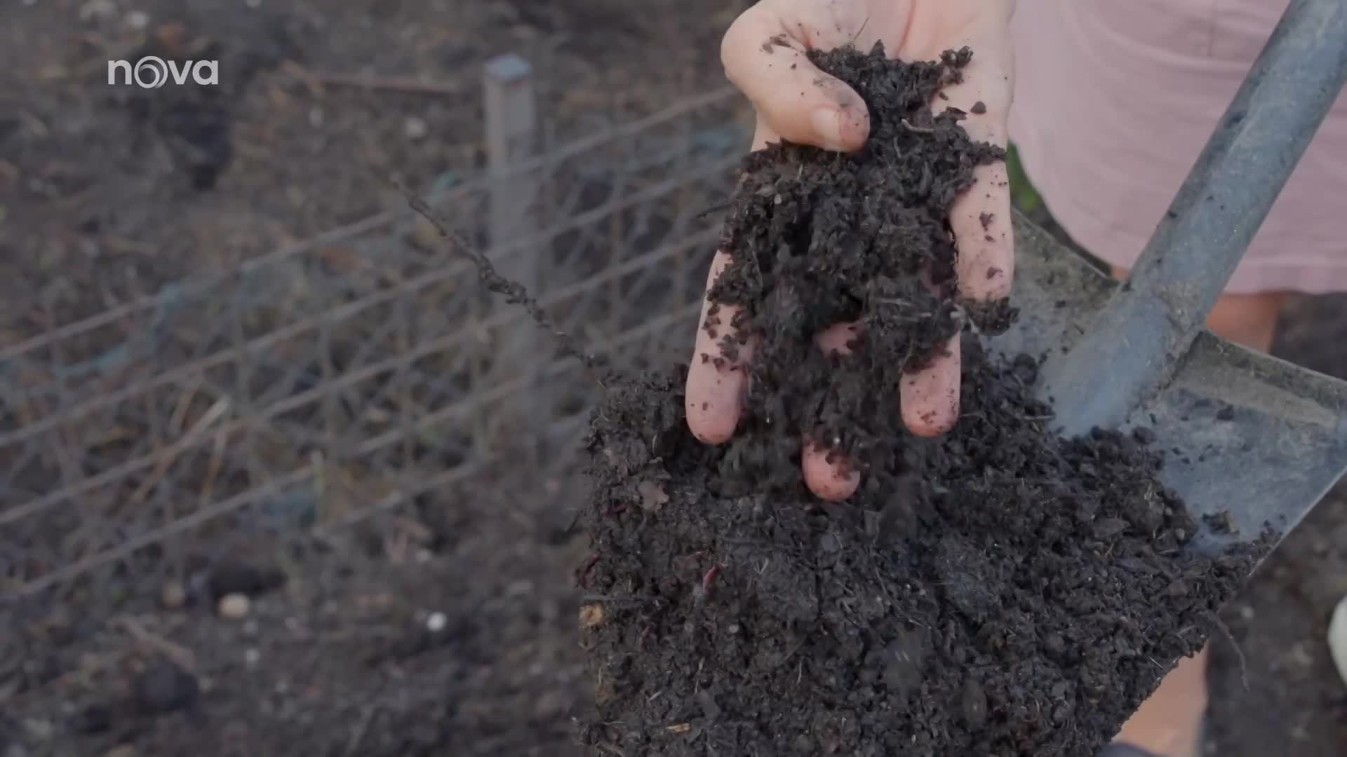 Plevel jako odpad? Použít ho můžete i v kuchyni, radí Kváč