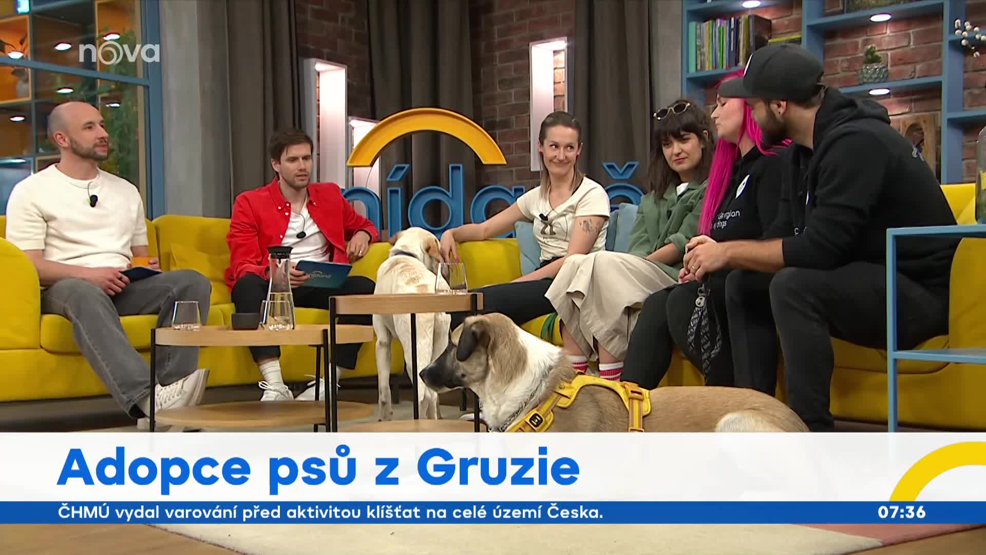 Pavla Dostálová se bojí jet do Gruzie: Trpící psi jí dělají špatně