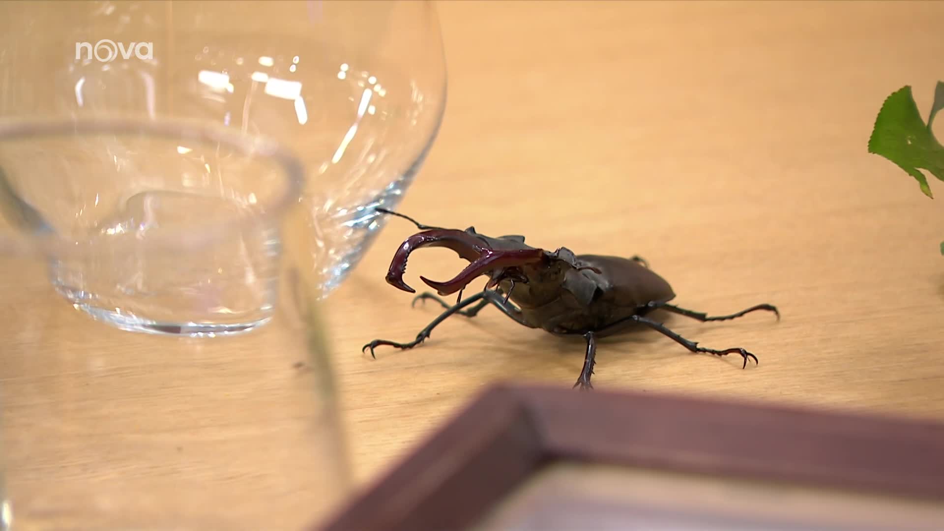 Bez hmyzu bychom si nedali ani kávu, říká entomolog Šípek