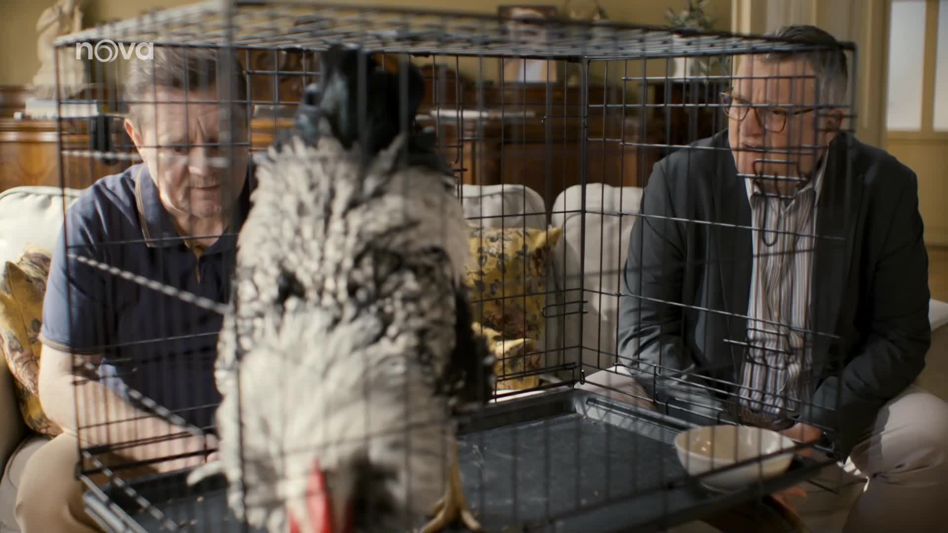 Herci z Jedné rodiny natáčeli s kohoutem: Opeřenec úplně odrovnal štáb