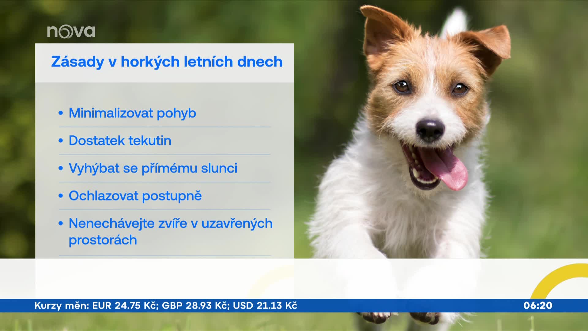 Psi slavných v létě: Jak se o mazlíčky stará hvězda Survivora nebo Ulice?