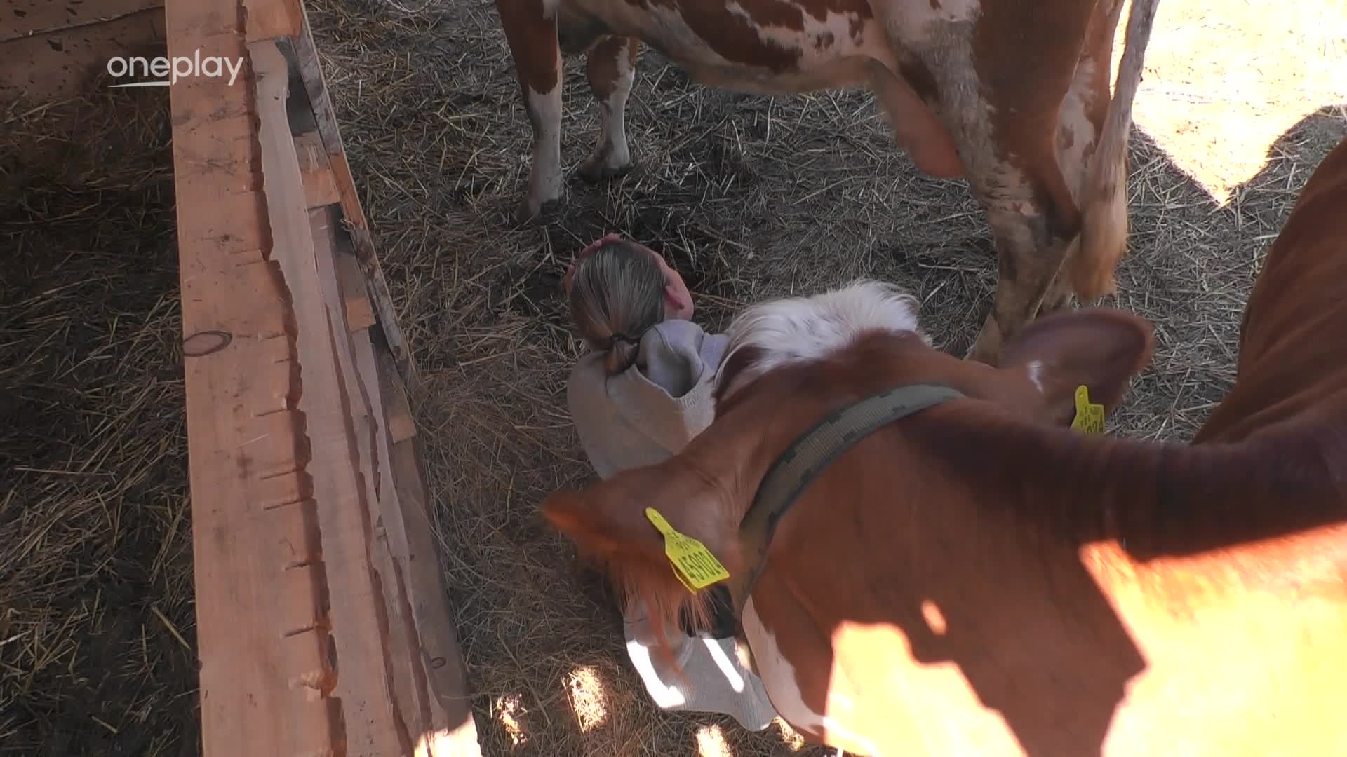 Veve je na Farmě nešťastná z dojení: Proč tu mám sedět, když z ní nic neteče?