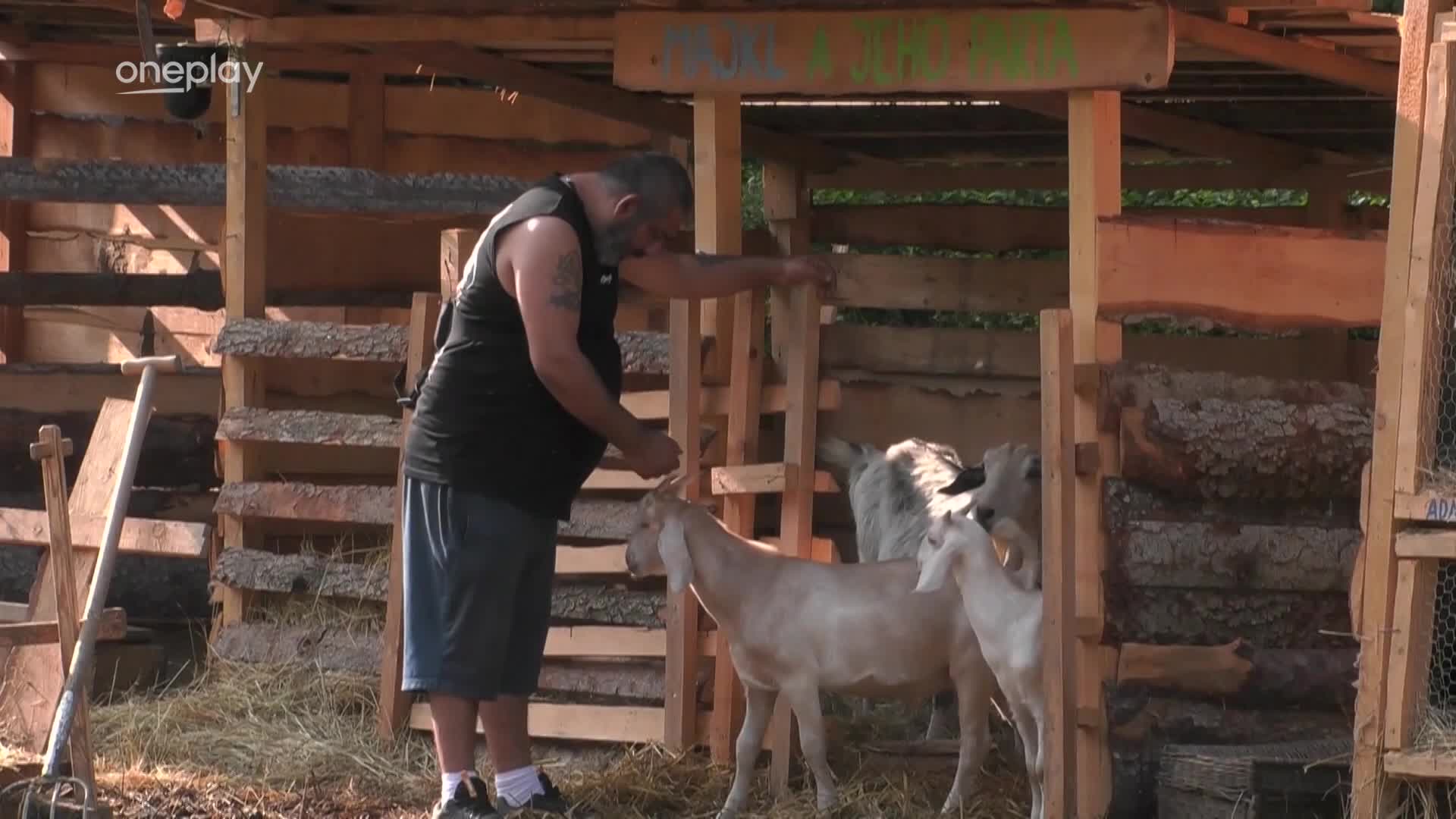 Zdeněk na Farmě jako zaříkávač koz: Ovládá je tajným heslem