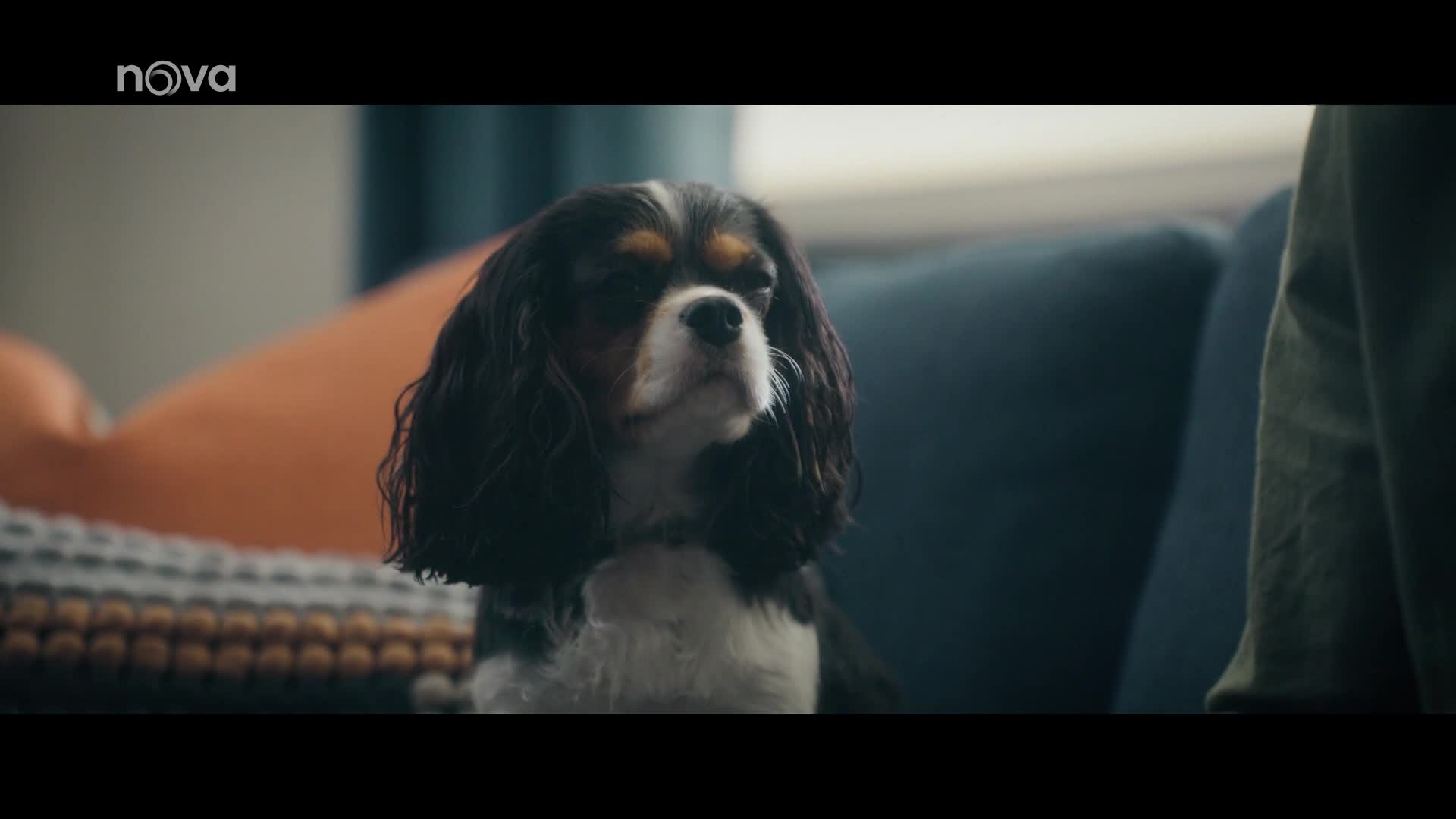 Psí námluvy na Oneplay: Když i nejhorší první rande skončí velkou láskou