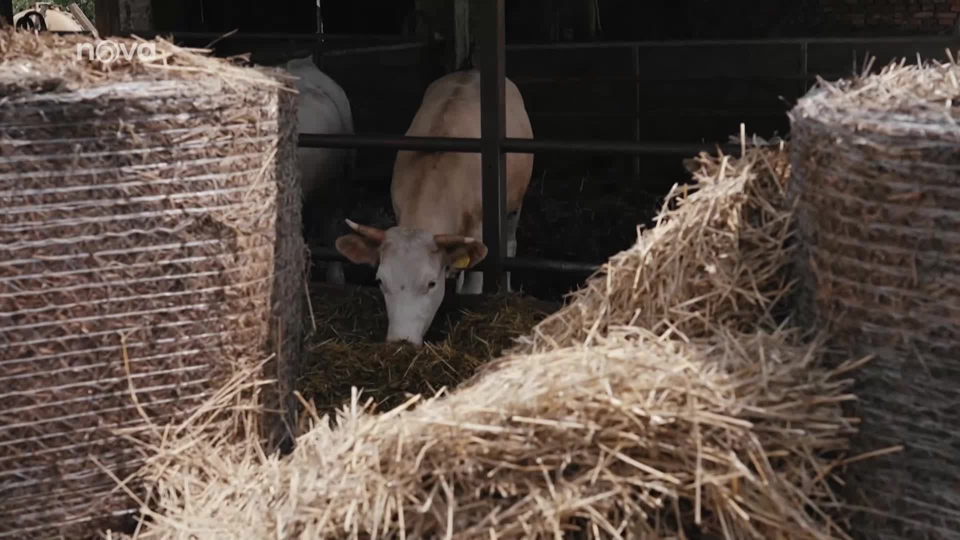 Šárka z Proměn chtěla život ze Sexu ve městě, ale skončila na farmě